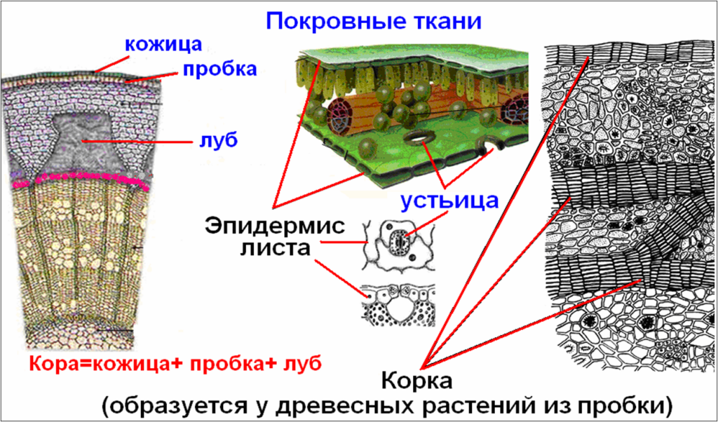 Устьица гибискуса. Покровная ткань растений рисунок строение. Строение пкрвнрй ткани у растений. Образовательная ткань камбий покровная ткань. Покровная ткань растений устьица.