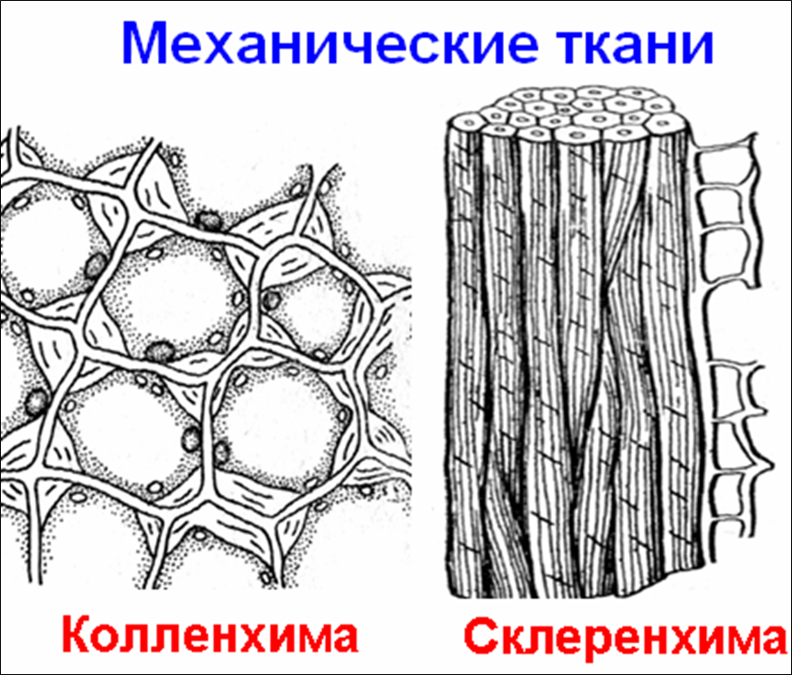 Значение механической ткани у растений. Механическая ткань растений колленхима. Механическая ткань колленхима строение. Строение клеток механической ткани растений. Механическая ткань растений рисунок строение.